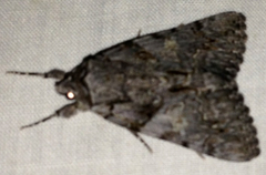 Catocala verrilliana