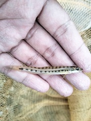 Arrow Loach photo 2