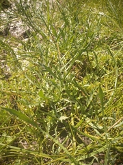 Eryngium aristulatum