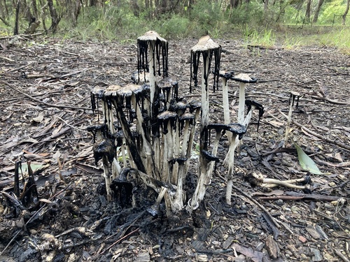Coprinus comatus — (c) Thomas Mesaglio, some rights reserved (CC BY)