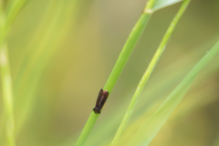 Homalodisca insolita