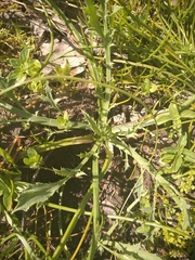 Eryngium aristulatum