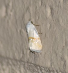 Ponometia virginalis