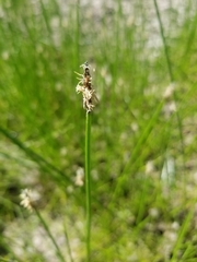 Eleocharis macrostachya