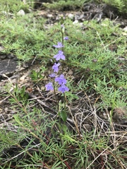 Lobelia gattingeri
