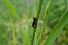 Homalodisca insolita