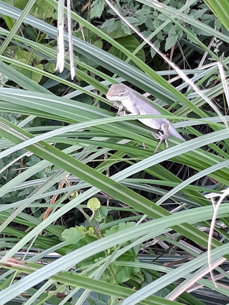 Boulenger's Tree Lizard