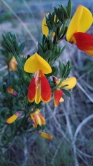 Cytisus scoparius andreanus