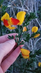 Cytisus scoparius andreanus