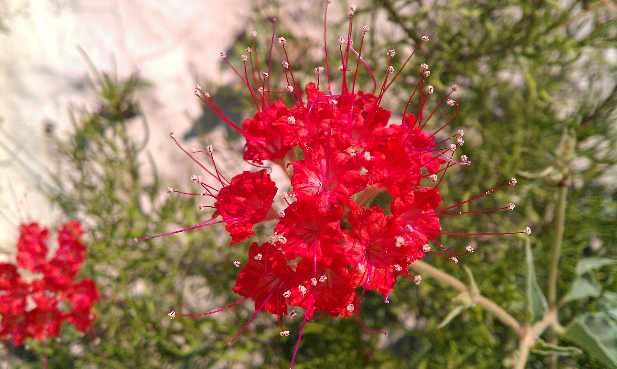 Nyctaginia