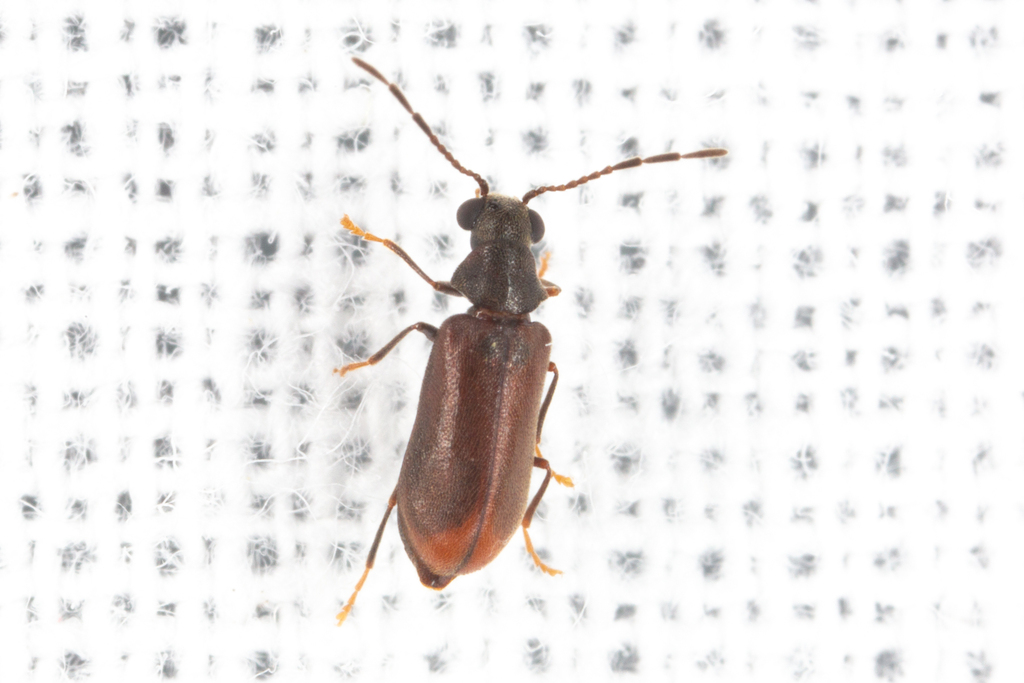 Ernobius angusticollis