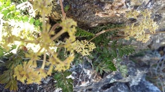 Anisotome flexuosa