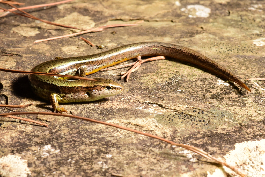 Taiwan Alpine Skink