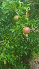 Punica