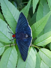 Pyrrhopyge charybdis