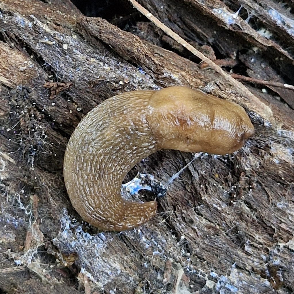 Tree Band Slugs Threeband Slugs from Casey - Cranbourne, AU-VI, AU on May 2, 2024 at 03 ...