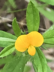 Stylosanthes biflora