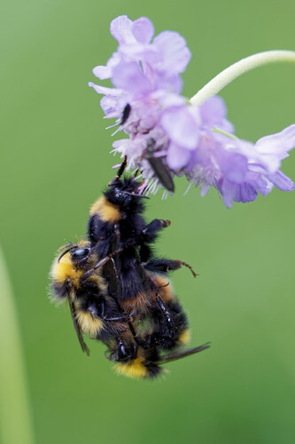 Foto von Wiesenhummel