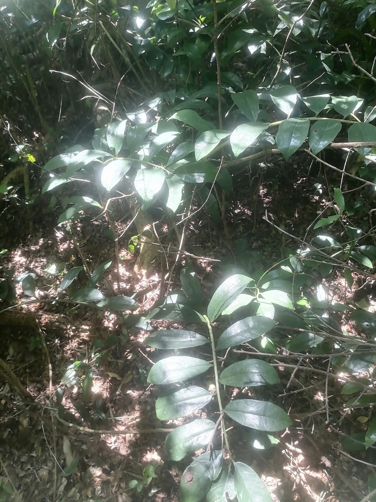Foto de Zamioculcas