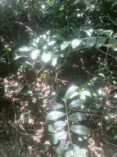 Zamioculcas