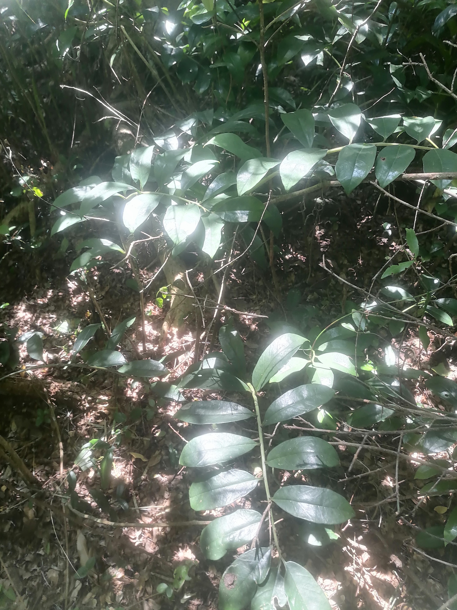 Imagem de Zamioculcas