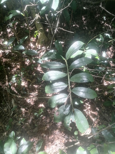 Foto de Zamioculcas