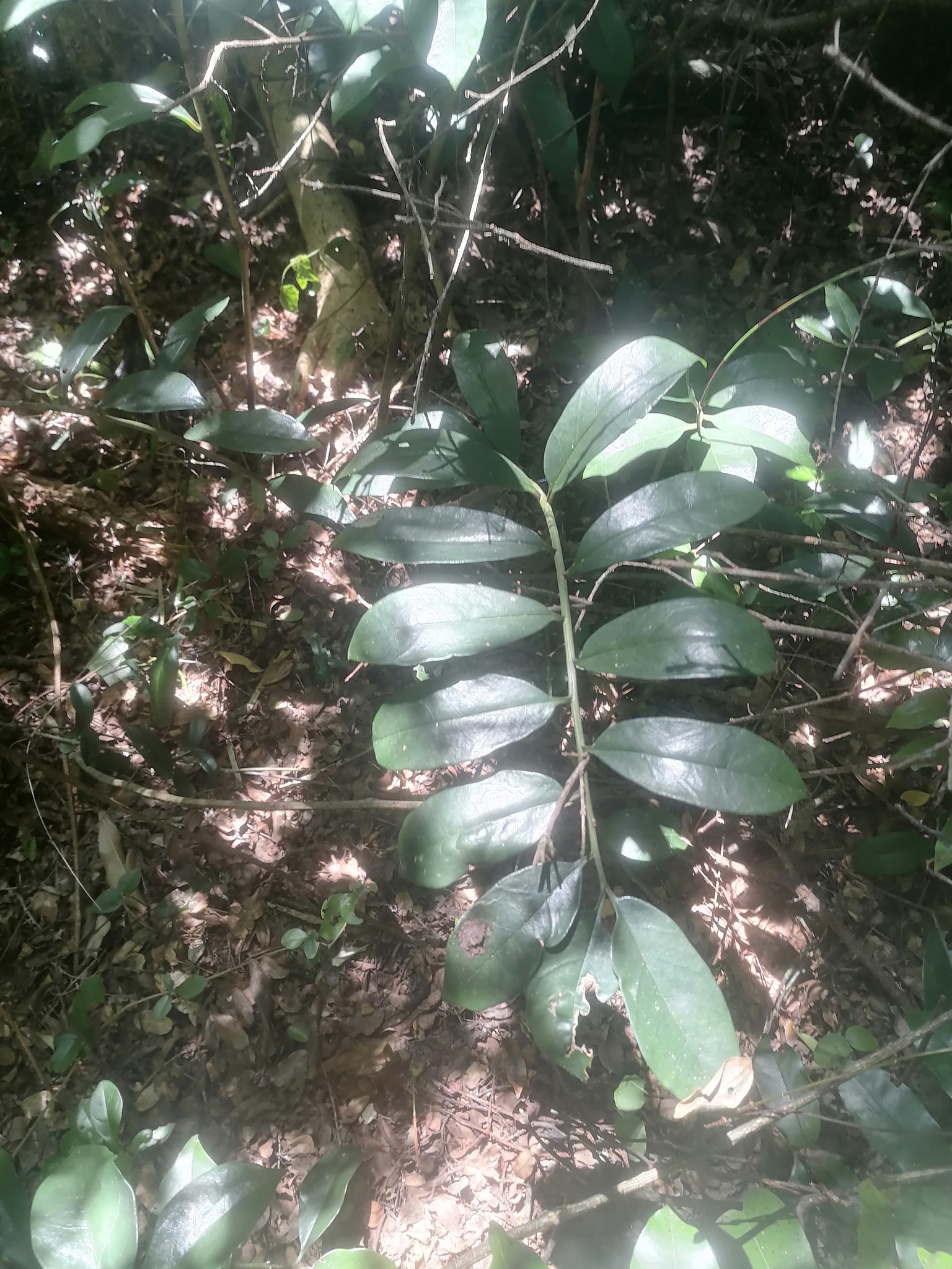 Imagem de Zamioculcas
