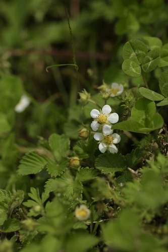 Fragaria nilgerrensis (Fragaria nilgerrensis)