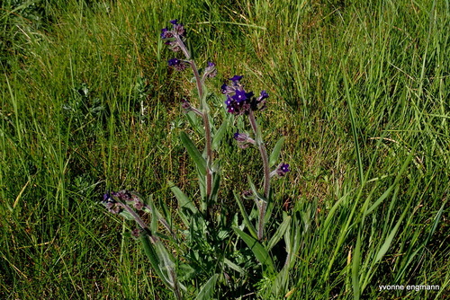 Common bugloss (Anchusa officinalis)