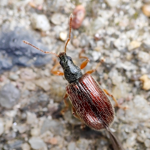 Brown Leaf Weevil, 9742 JC Groningen, Netherlands, photo 9 of 10