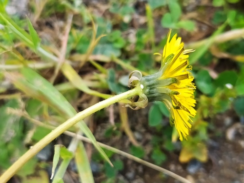 umber-fruited dandelion (Taraxacum proximum)