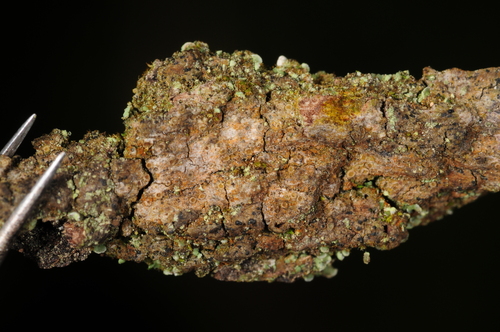 Representative image of Gyalecta liguriensis