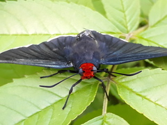 Pyrrhopyge charybdis