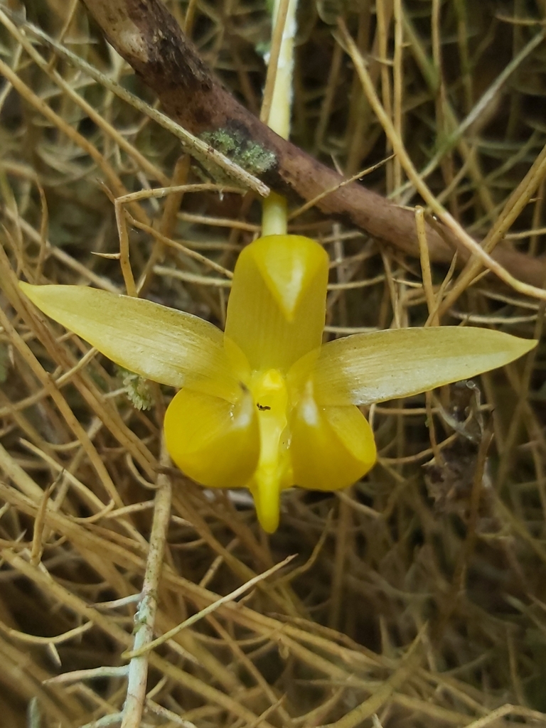 Bulbophyllum macranthoides