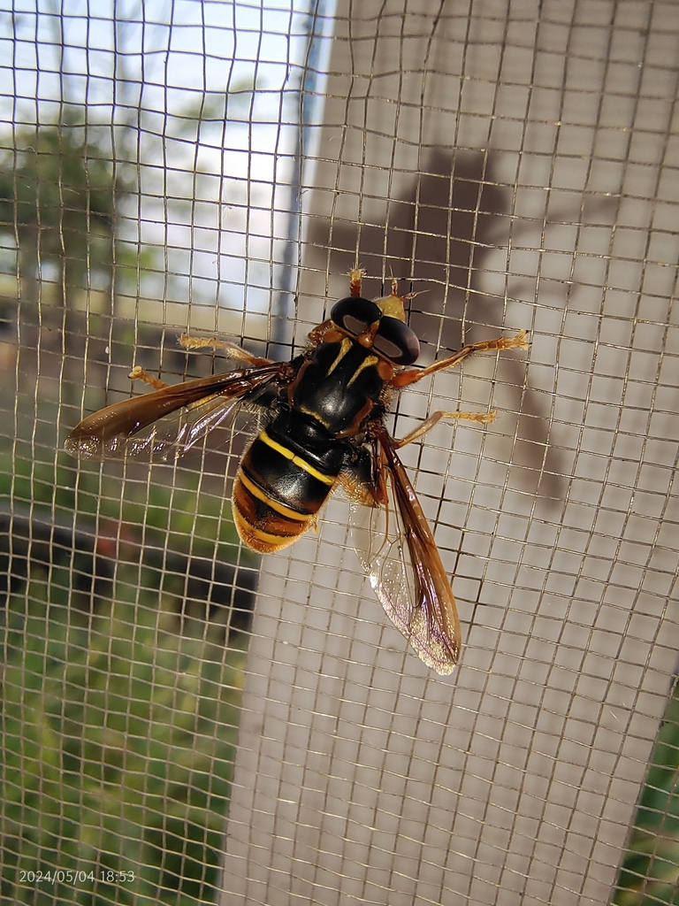 Milesia ferruginosa
