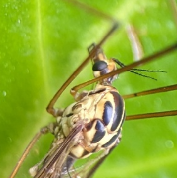 Nephrotoma lunulicornis