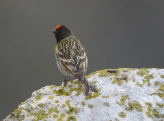 Red-Fronted Serin photo 5