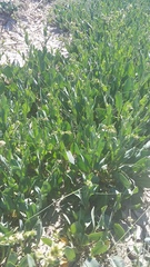 Lepidium cartilagineum
