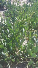 Lepidium cartilagineum