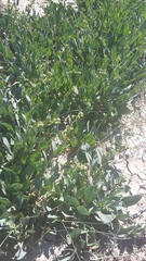 Lepidium cartilagineum