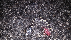 Ambystoma annulatum