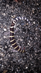 Ambystoma annulatum
