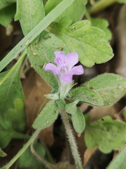 Dyschoriste poliodes