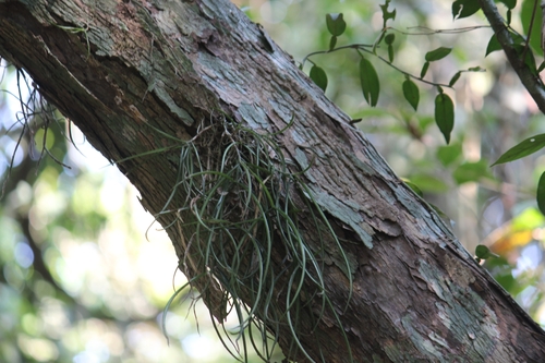 Cleisostoma tenuifolium, photograph 5