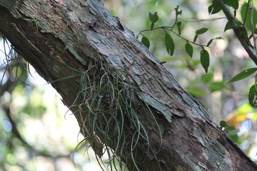 Cleisostoma tenuifolium, photograph 6