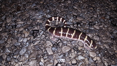 Ambystoma annulatum