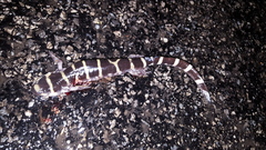 Ambystoma annulatum