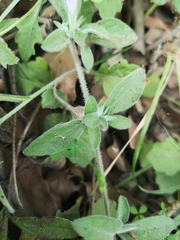 Dyschoriste poliodes