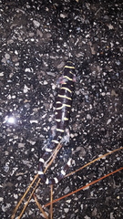 Ambystoma annulatum