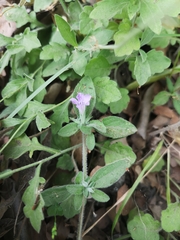 Dyschoriste poliodes